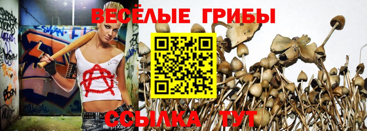 Краснознаменск  Галлюциногенные грибы Cubensis  Галлюциногенные грибы GOLDEN TEACHER  Вход с VPN 